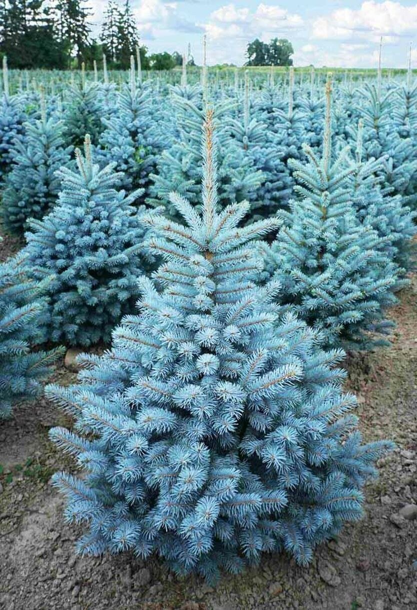 Ель колючая super Blue seedling