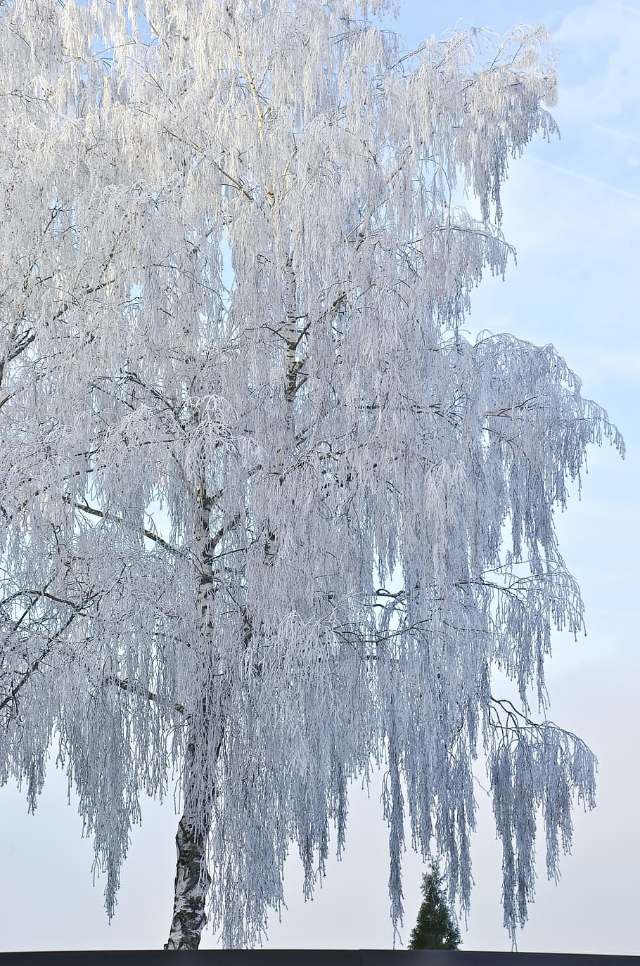 Береза в инее