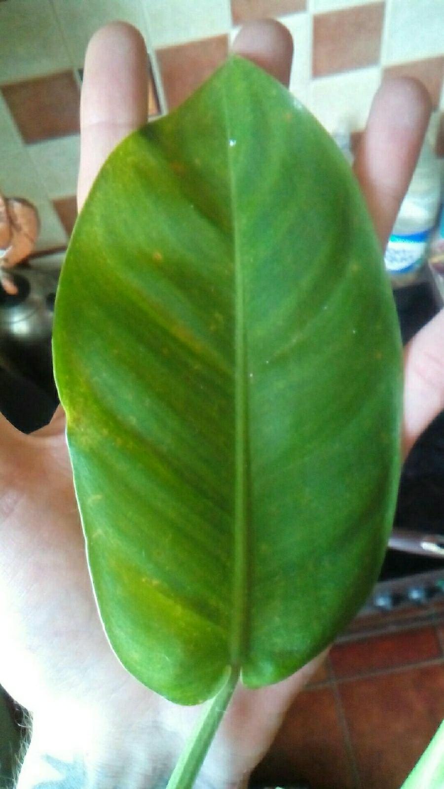 Филодендрон Гоэлди