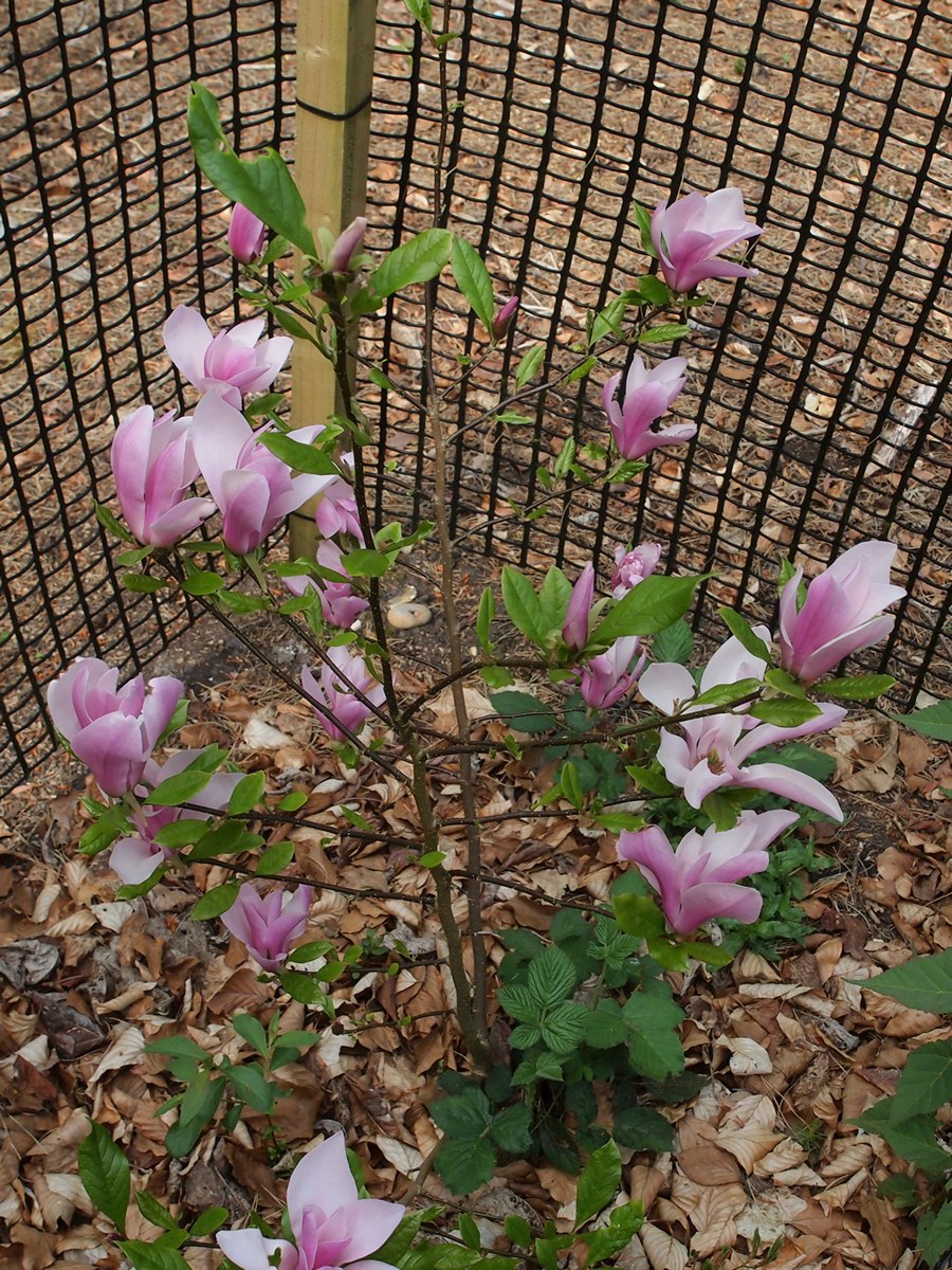 Магнолия гибридная Джордж Генри Керн