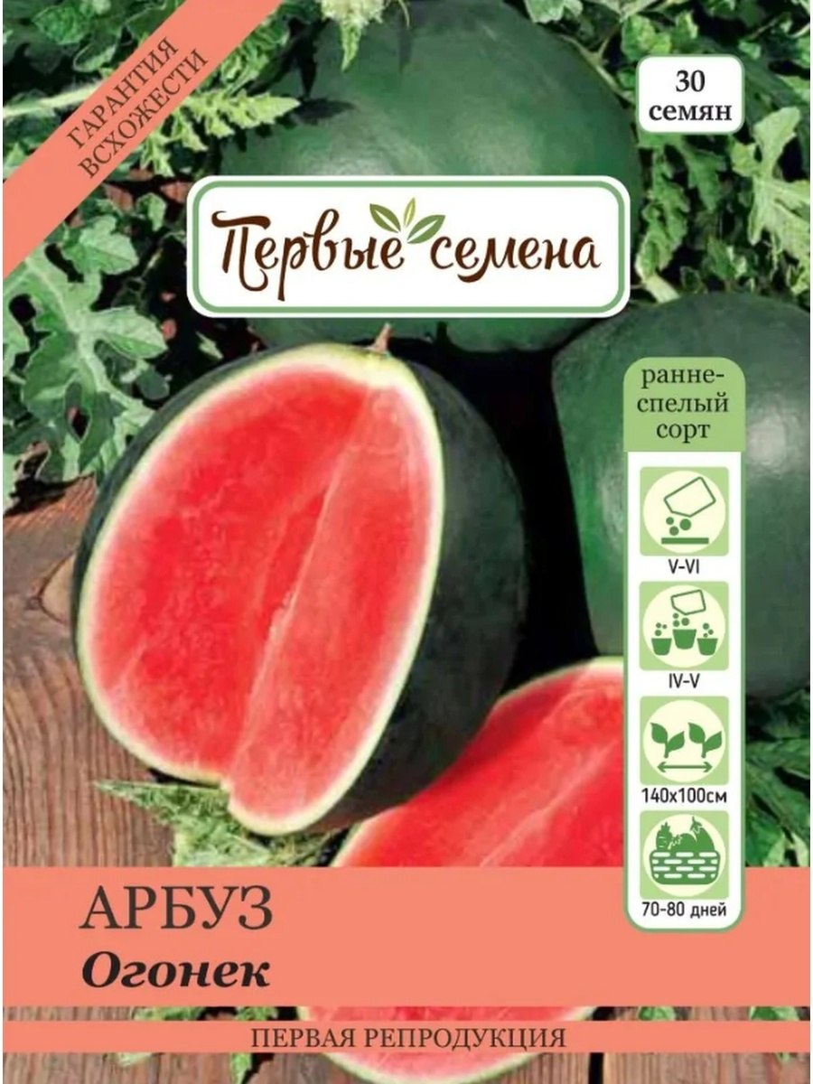 Арбузы на грядке в Сибири