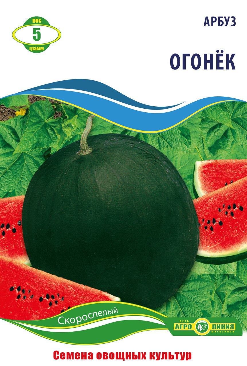 Арбуз огонек описание