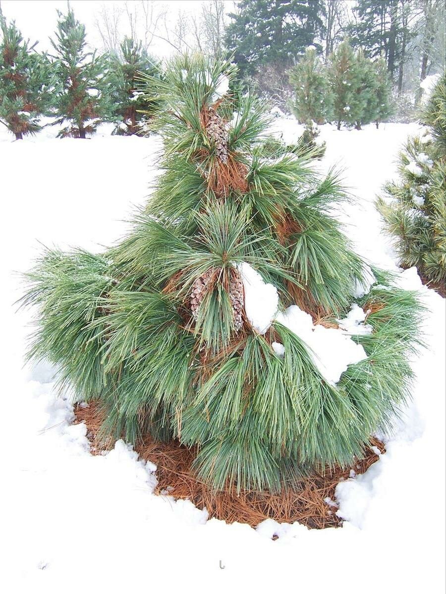 Pinus schwerinii