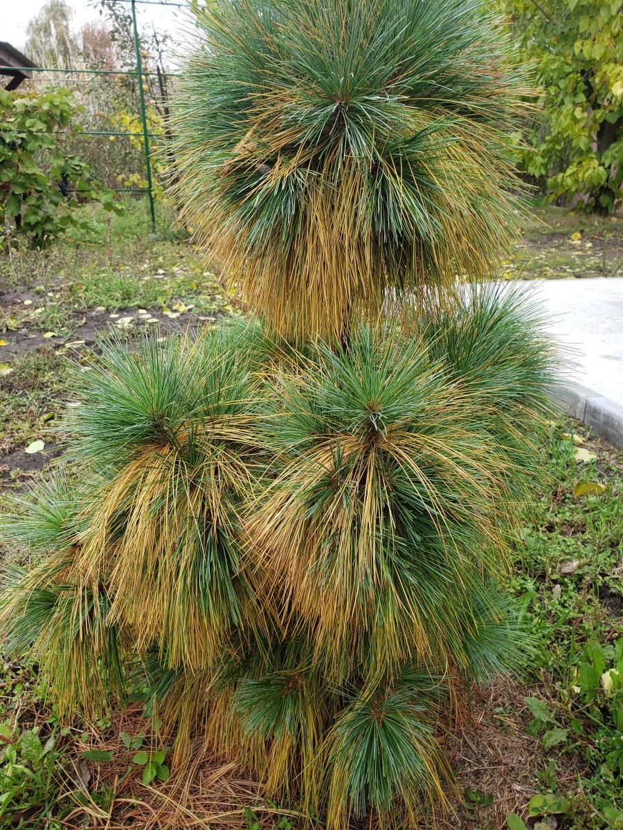 Сосна Шверина Витхорст Pinus schwerinii Wiethorst