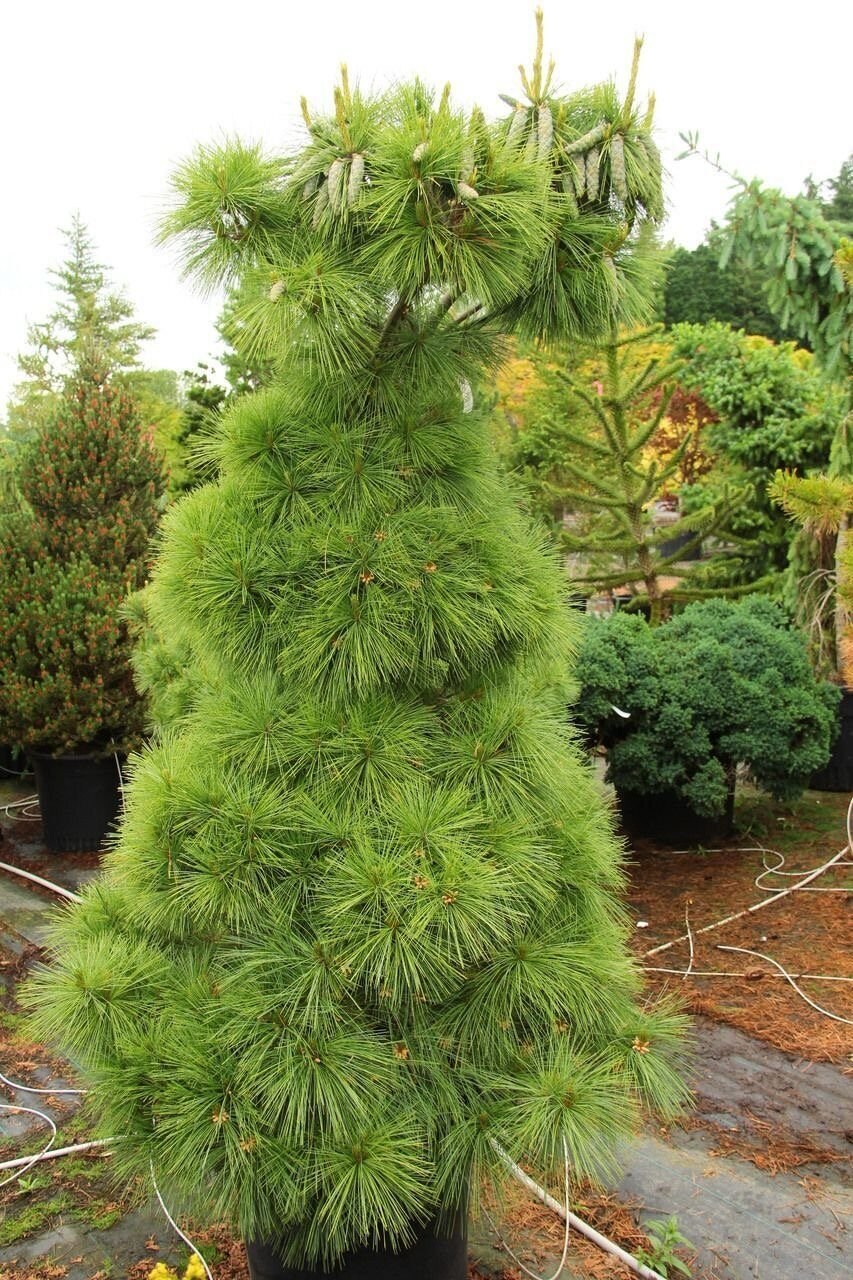 Гималайская сосна Шверин фото и цена