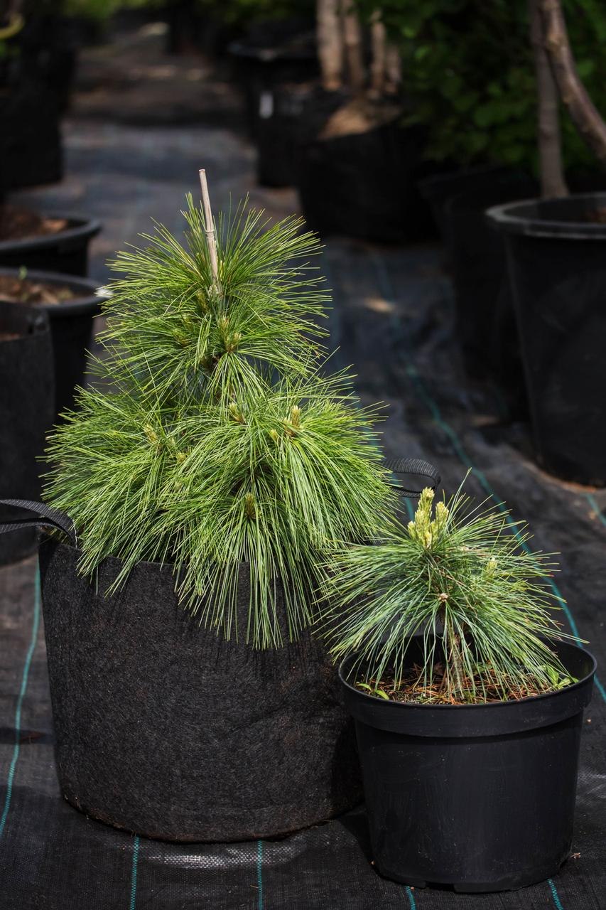 Сосна шверина витхорст