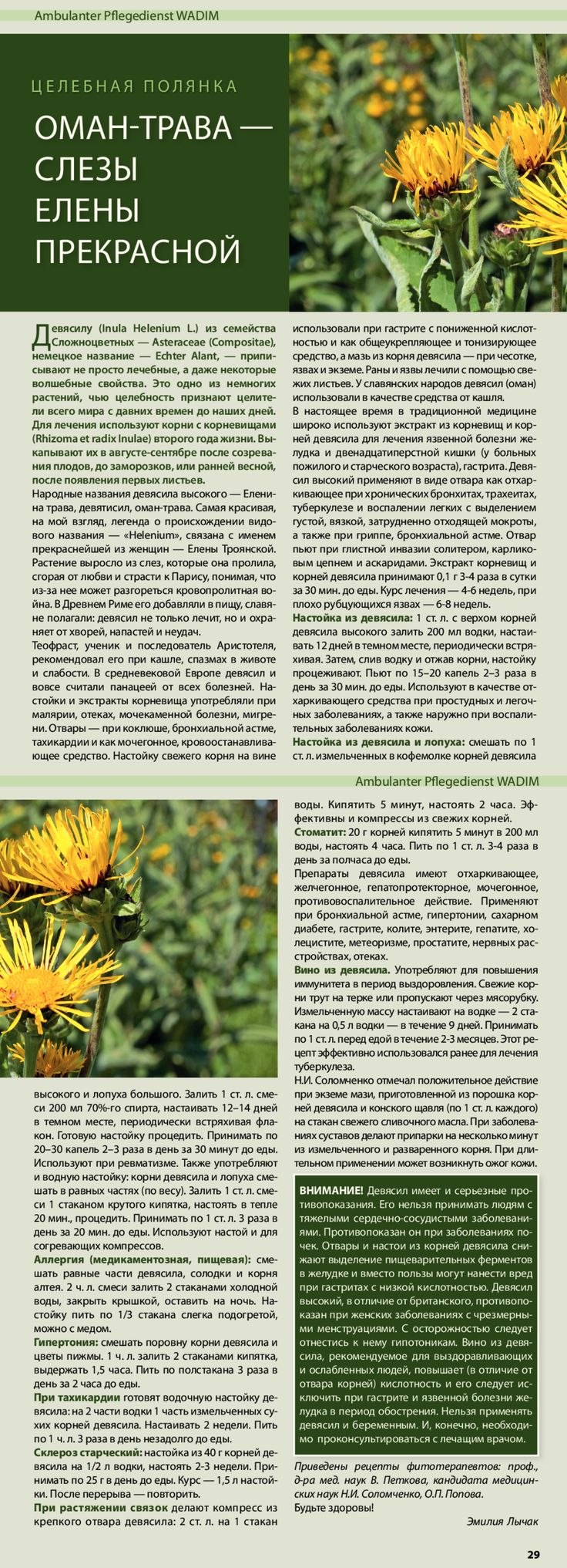 Телекия иволистная