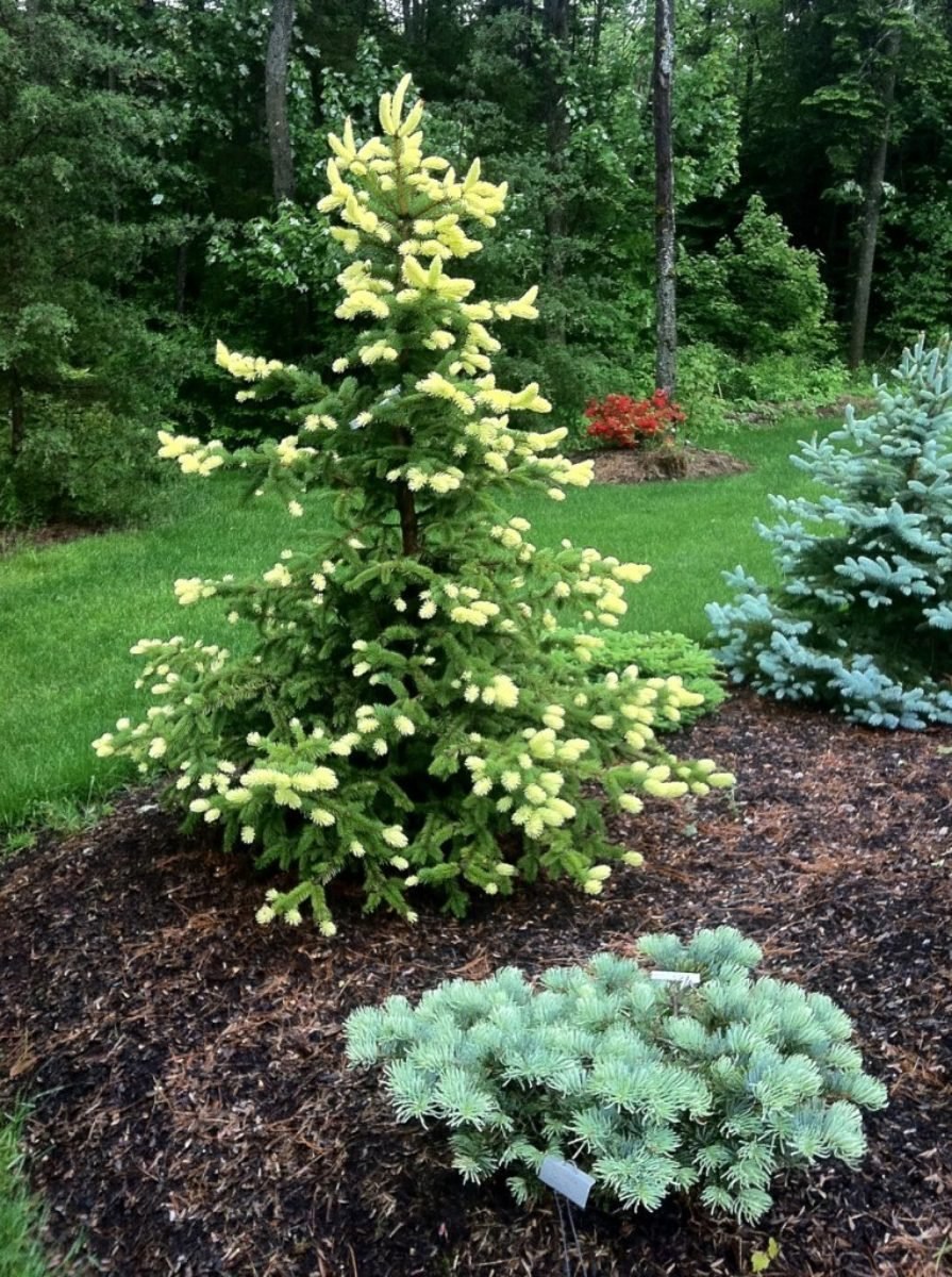 Picea pungens Bialobok