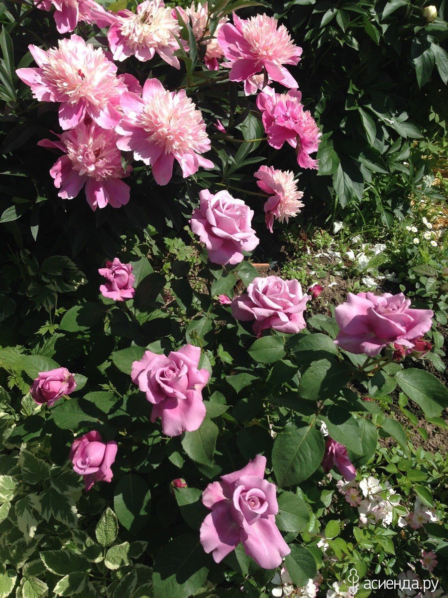 Роза Клод Брассер