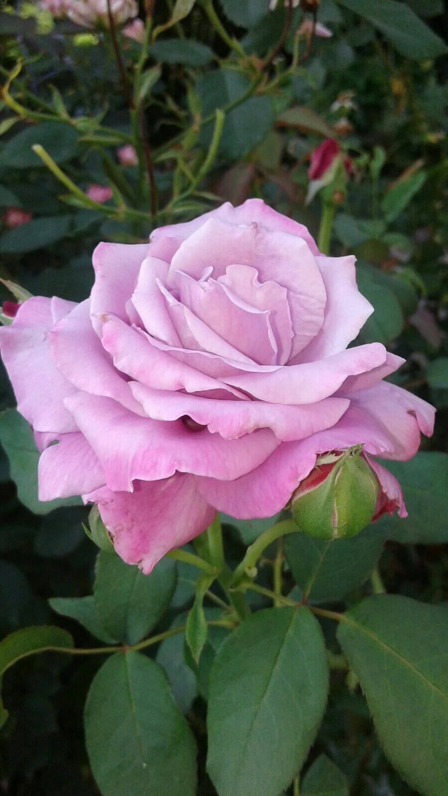 Роза чайно-гибридная Блю Мун