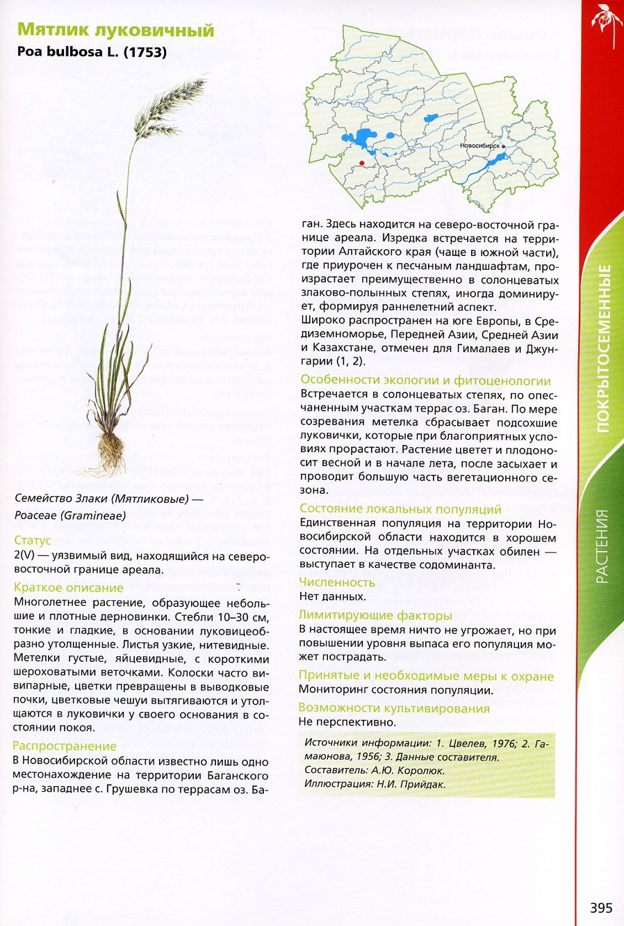 Мятлик луковичный описание