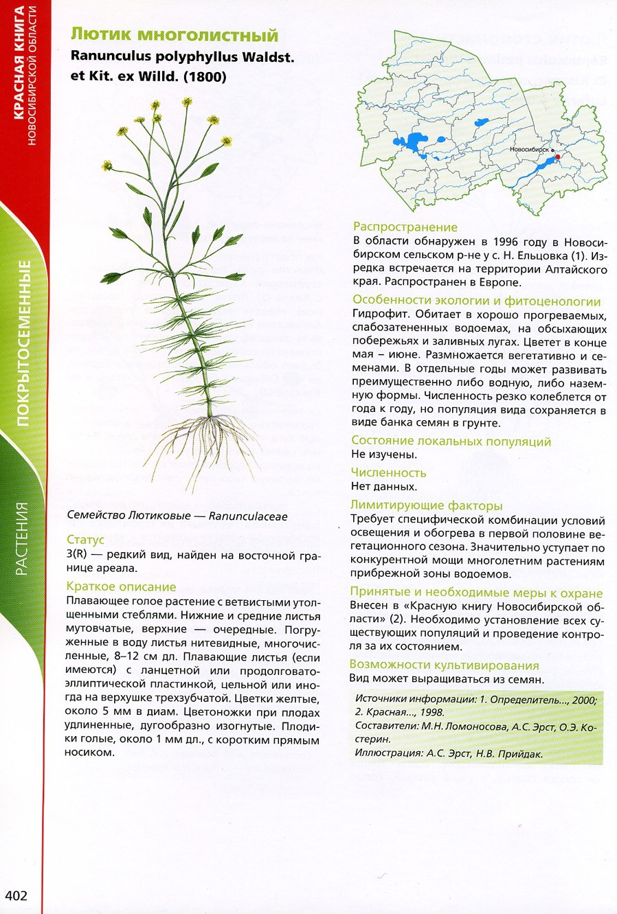 Схема цветка семейства сельдерейные