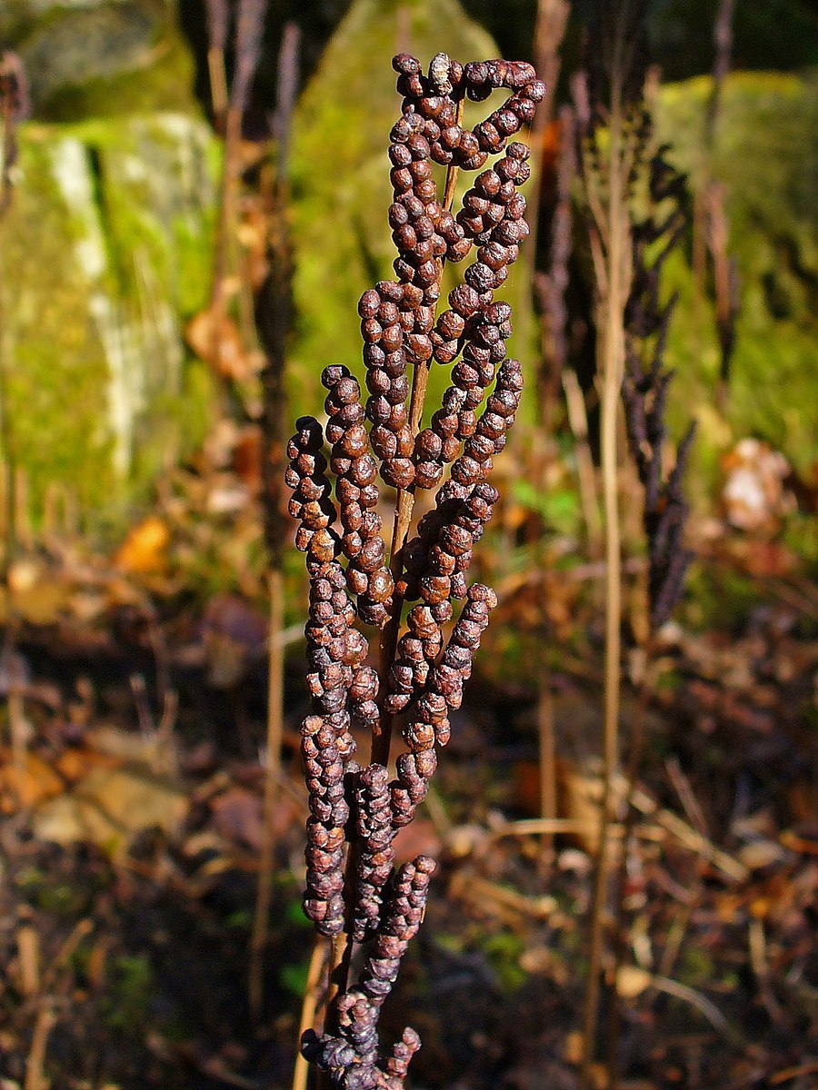 Athyrium filix - Femina 'victoriae'