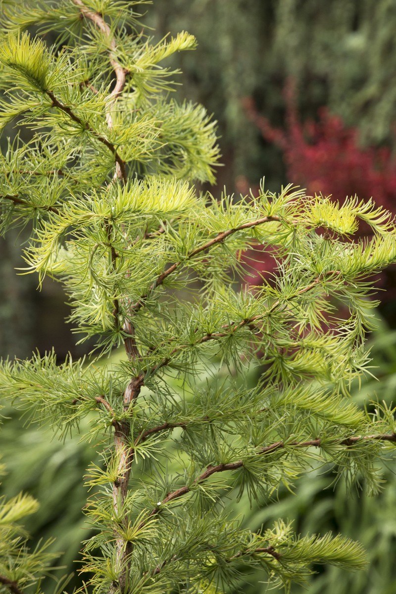 Лиственница stiff Weeper