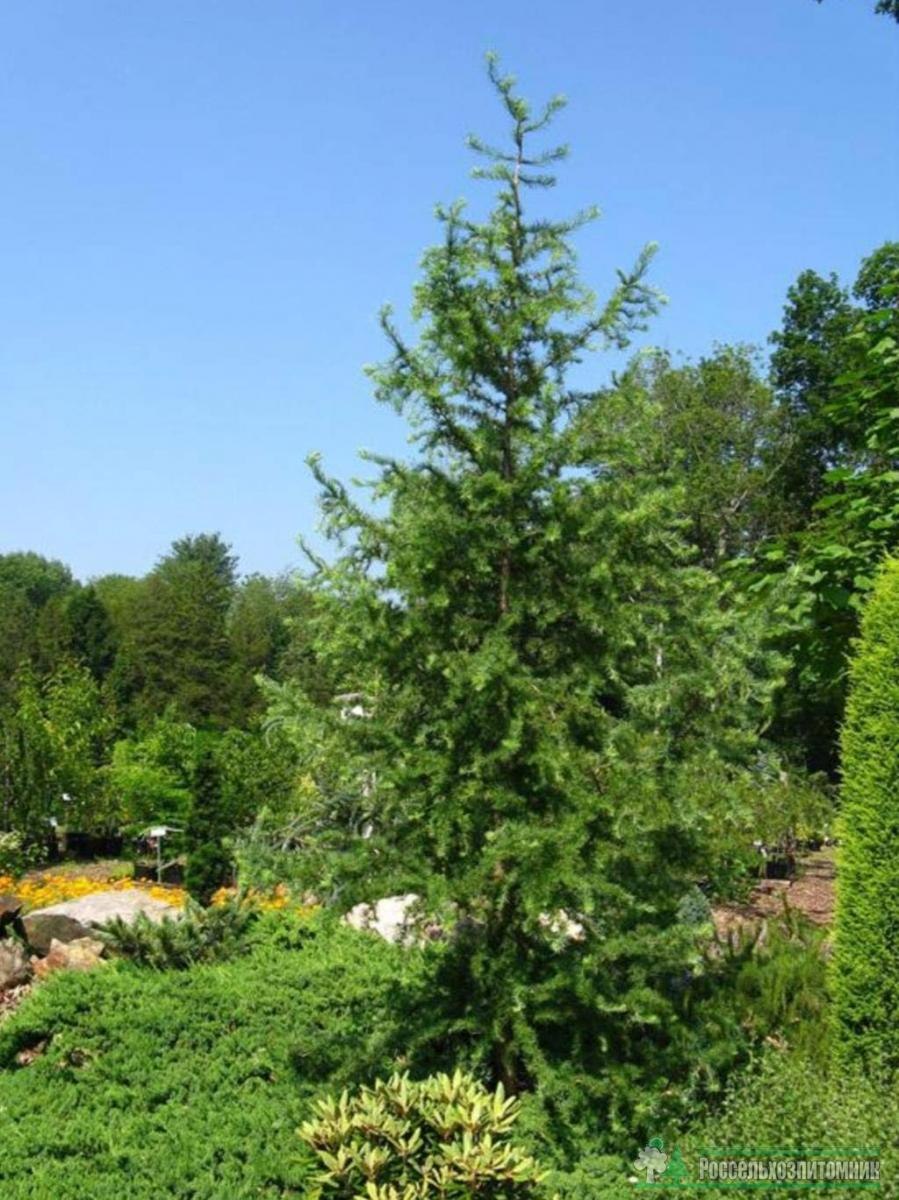Лиственница Larix kaempferi