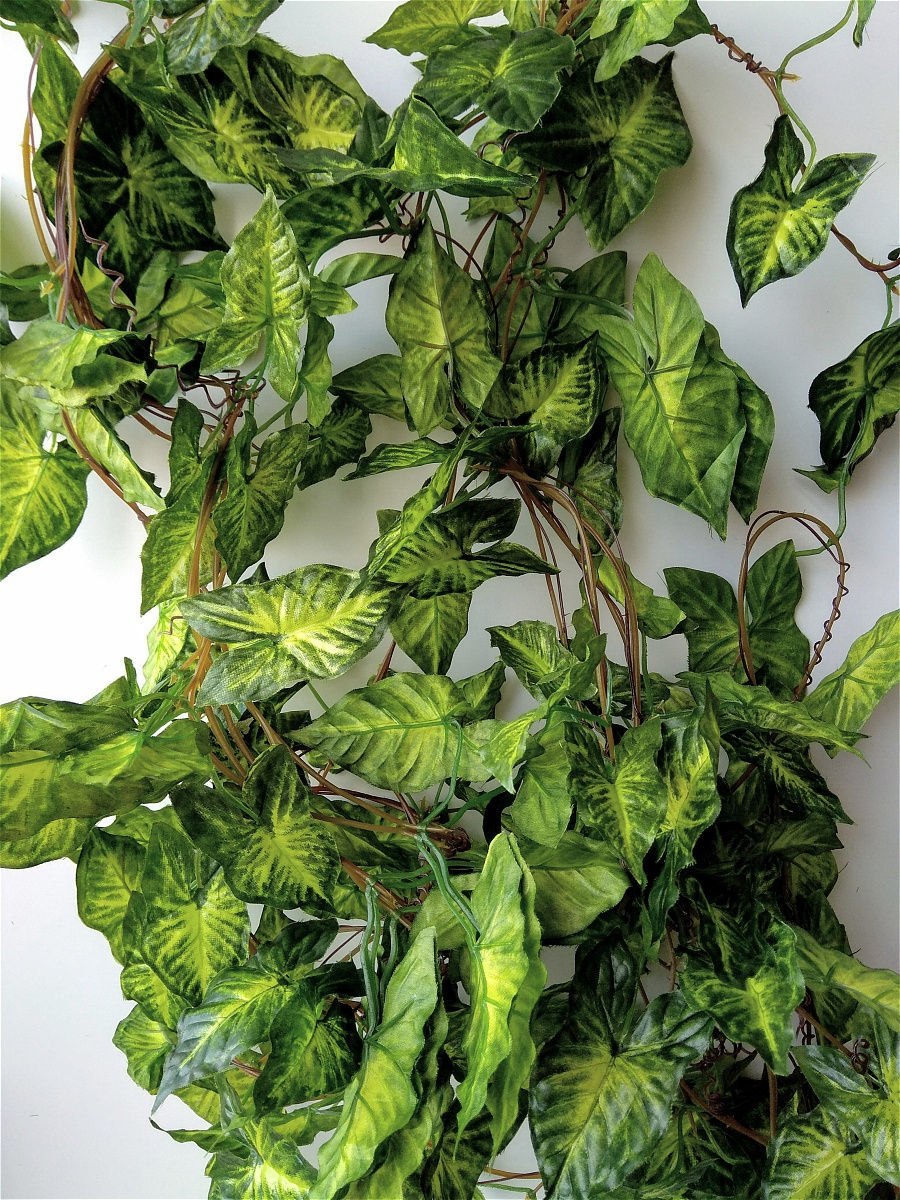 Syngonium Pink Flecked