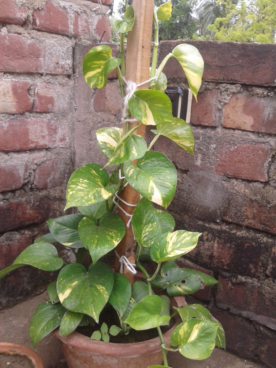 Сингониум на опоре