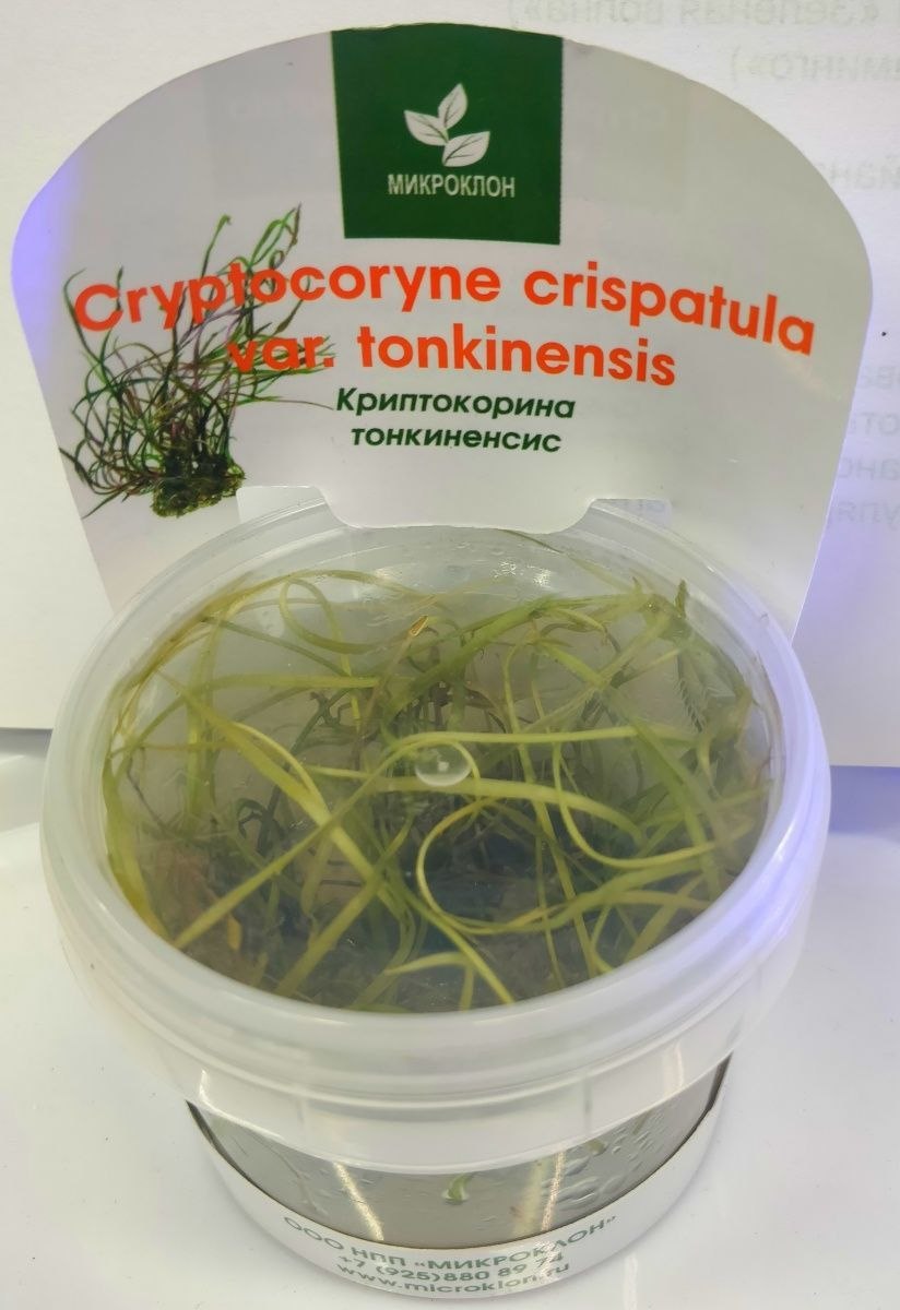 CR. Crispatula var Tonkinensis