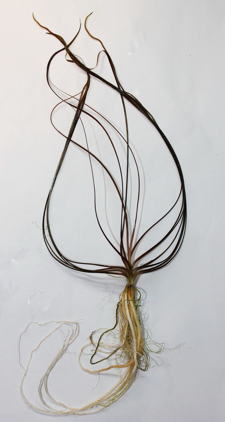 Криптокорина Нилешвар