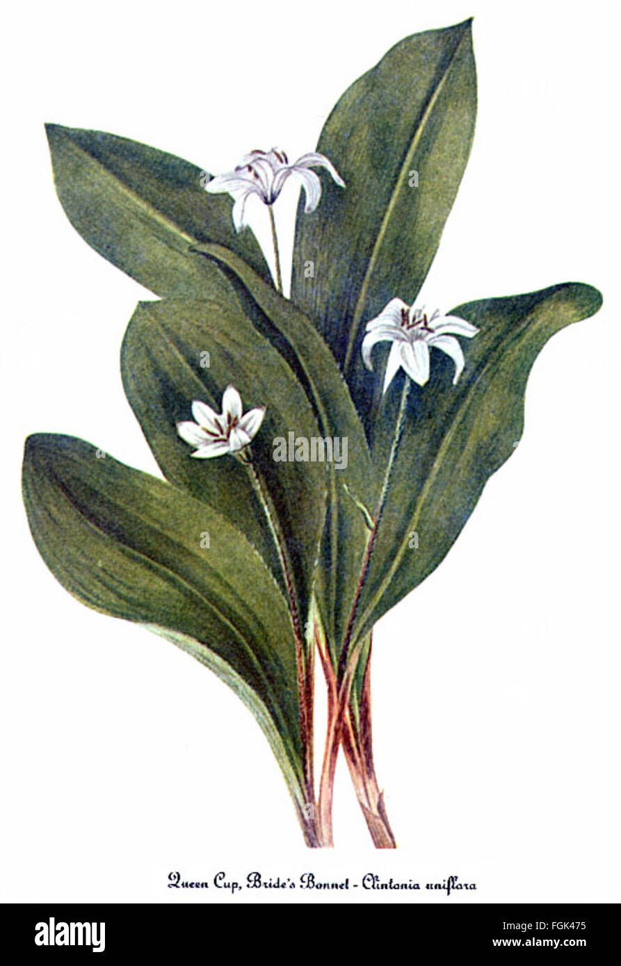 Клинтония Северная