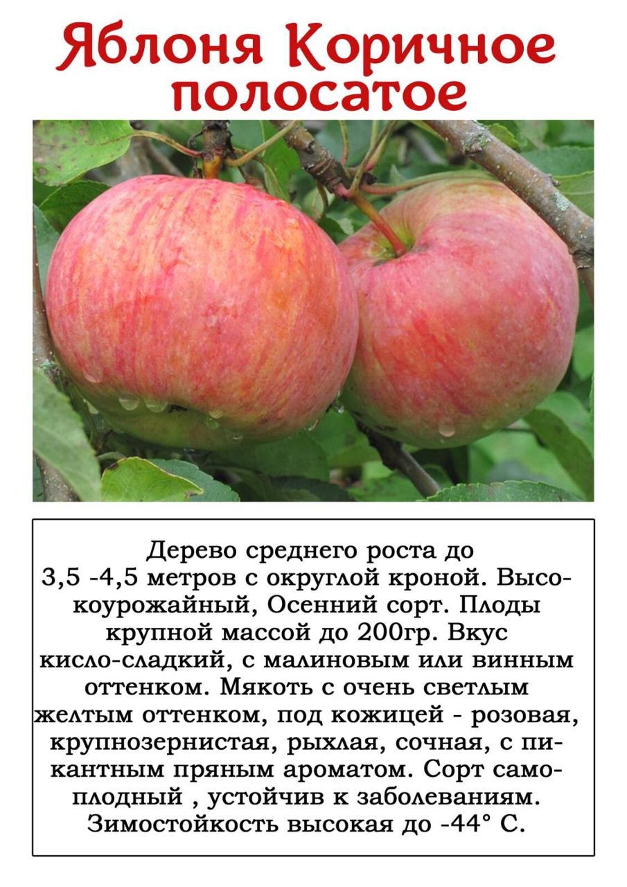 Яблоня ГРЕННИ Смит