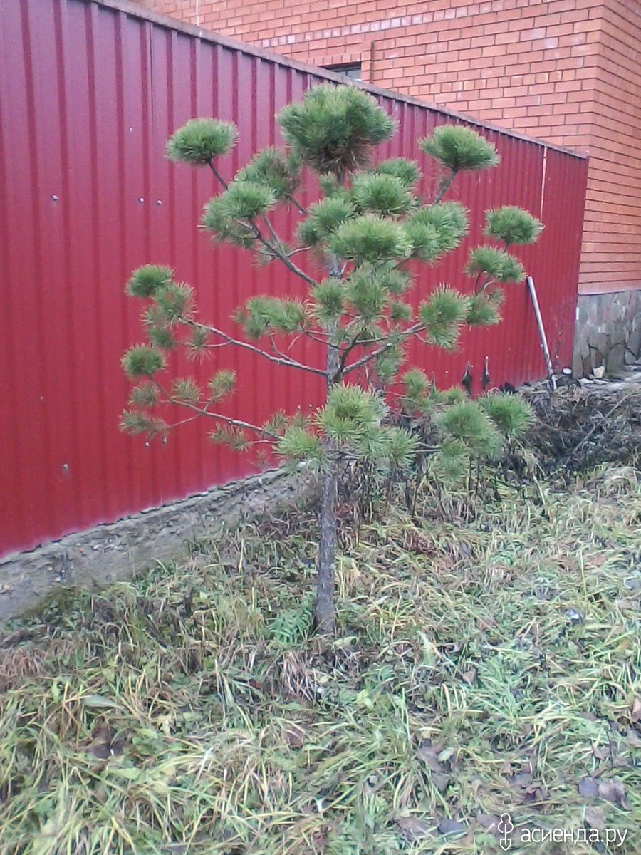 Формировка сосен ниваки