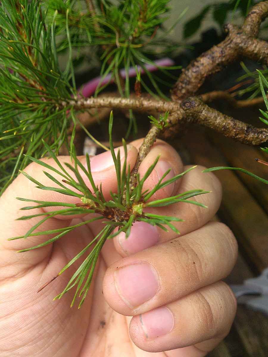 Обрезка сосны