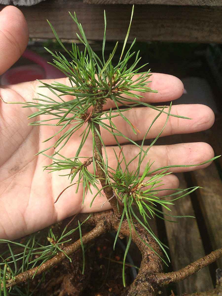 Обрезка сосны