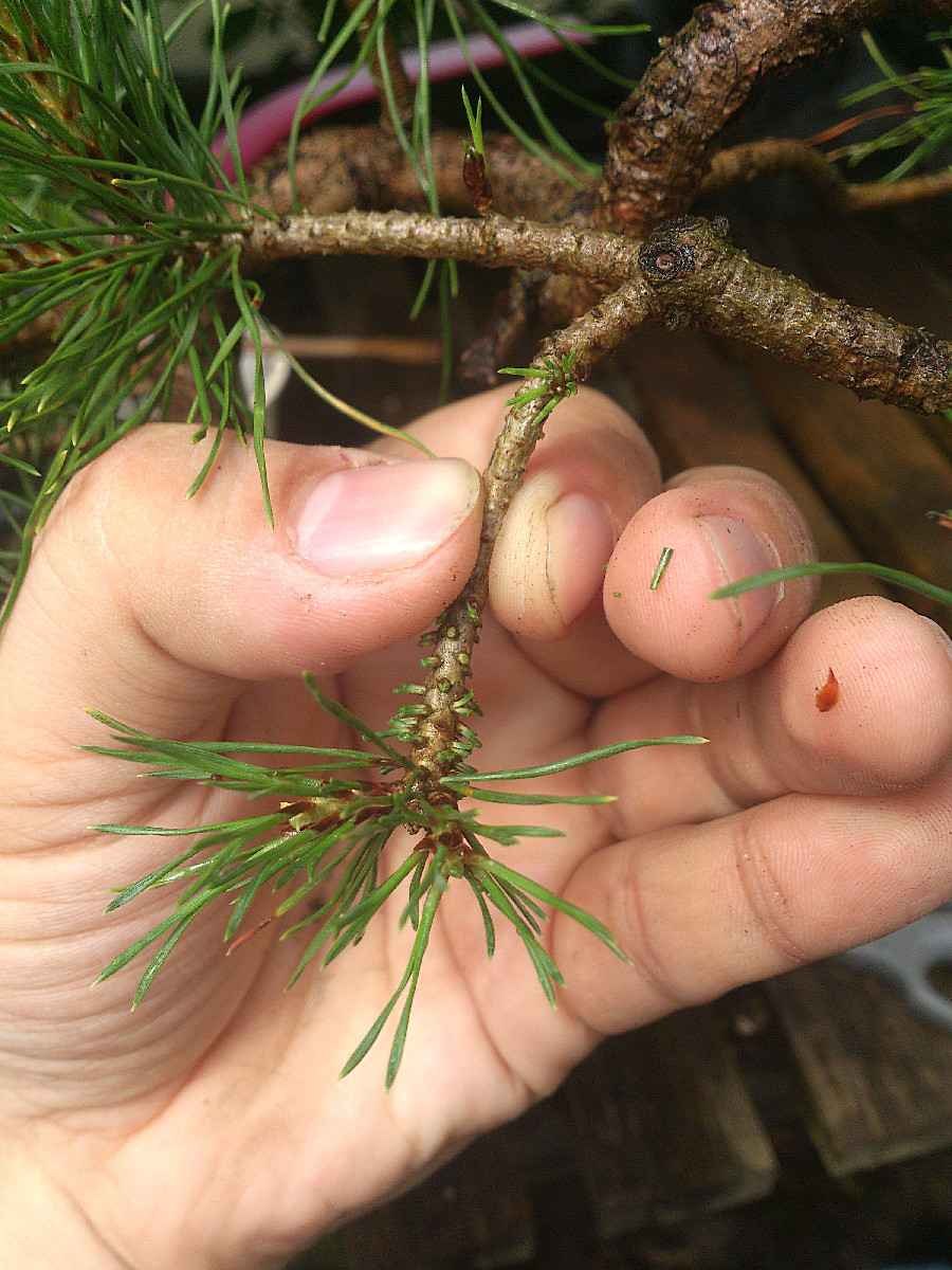 Обрезание веток на соснах