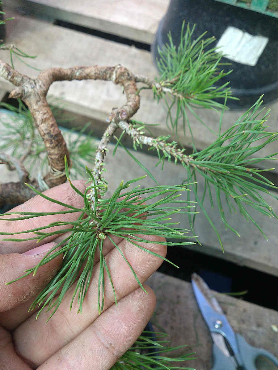 Обрезка сосны обыкновенной