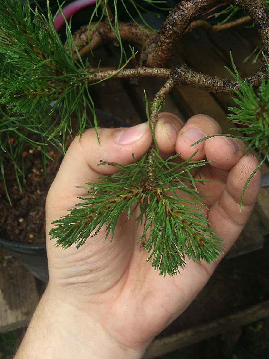 Ель обыкновенная прищипывание