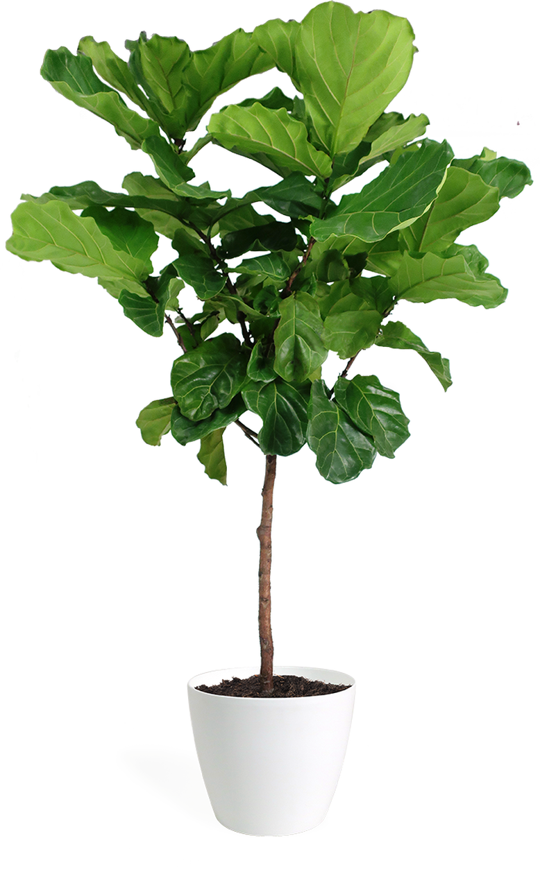 Фикус Карика цветение