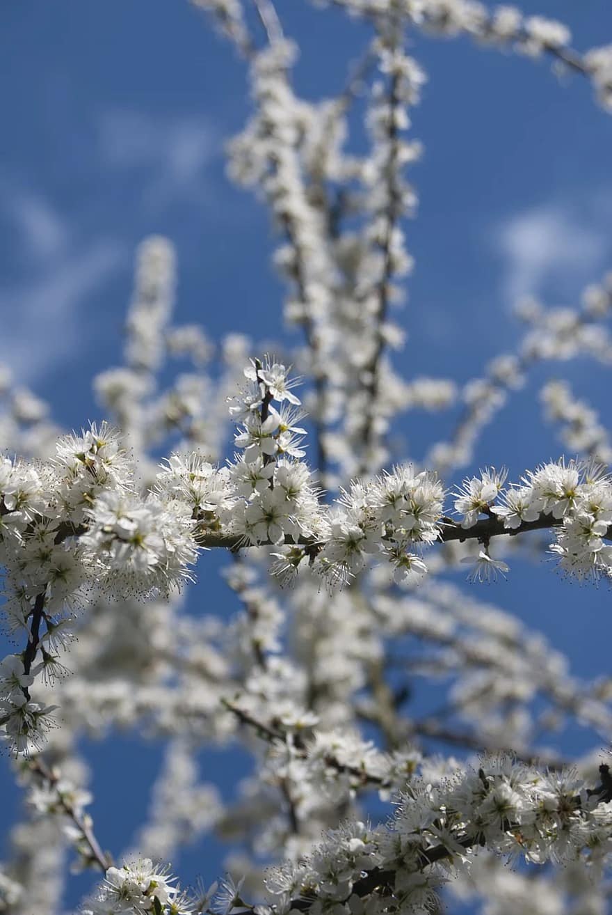 Терновник душистый