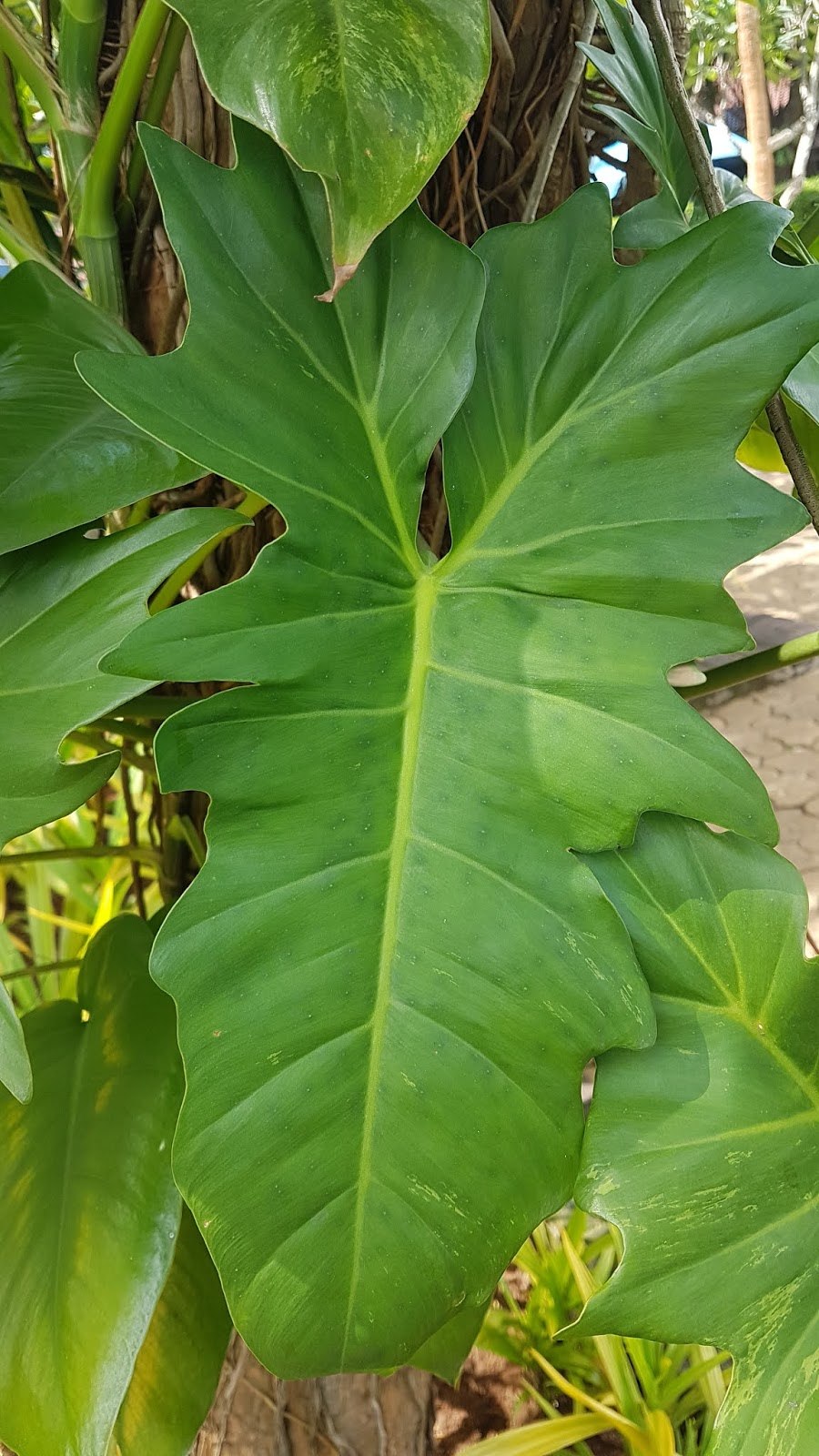 Филодендрон Hammerhead Golden Leaf