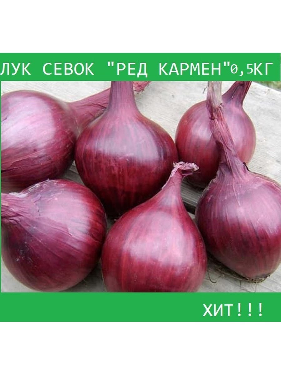 Лук-севок ред Барон