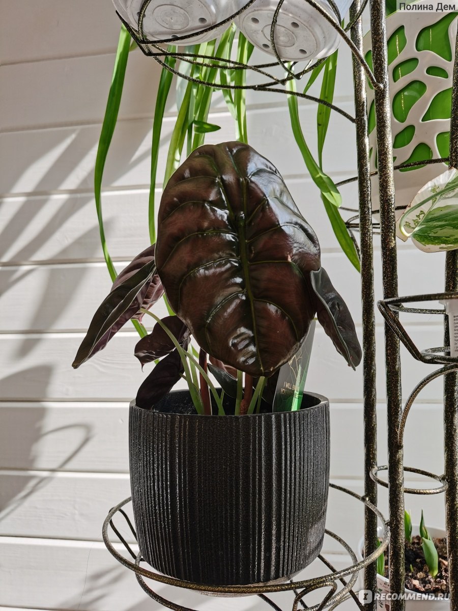 Алоказия Купера ред Сикрет