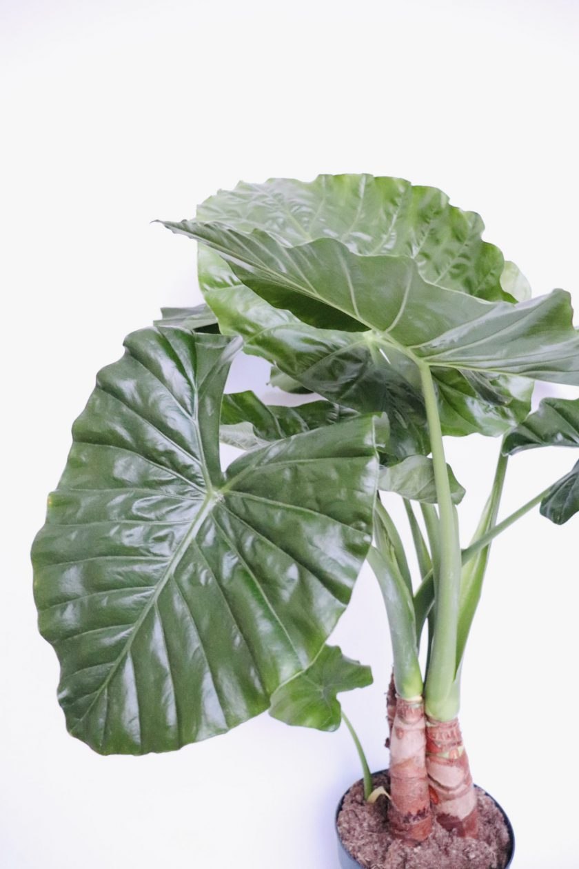 Алоказия чантриери