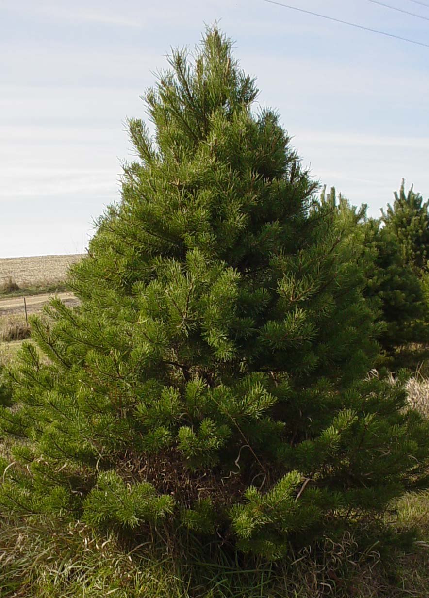 Как выглядит сосна. Сосна обыкновенная Pinus Sylvestris. • Сосна обыкновенная (pinussilvestris). Сосна́ обыкнове́нная (лат. Pínus Sylvéstris). Сосна обыкновенная - Pinus Sylvestris семейство сосновые - Pinaceae.