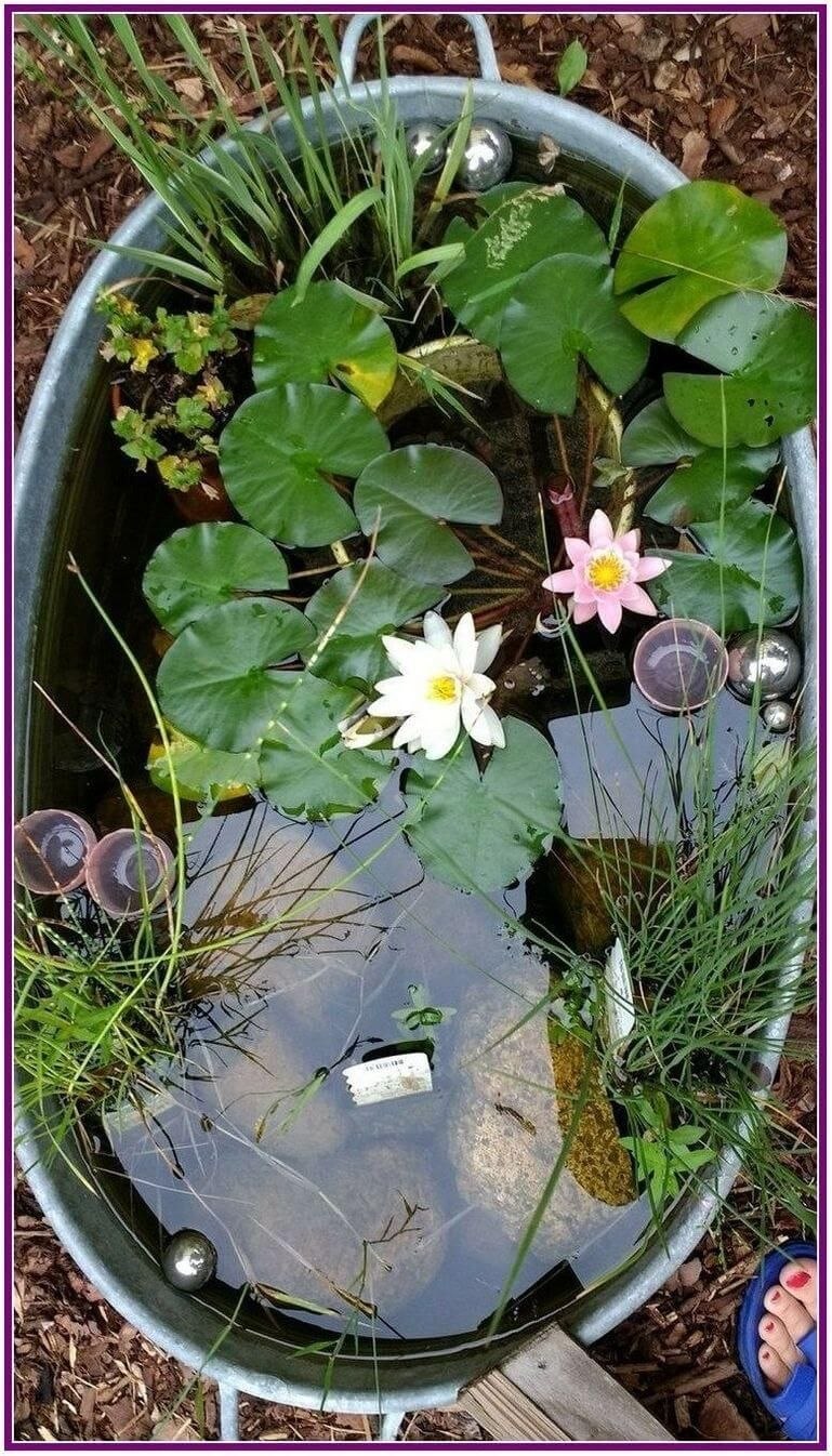 Растения для прудика