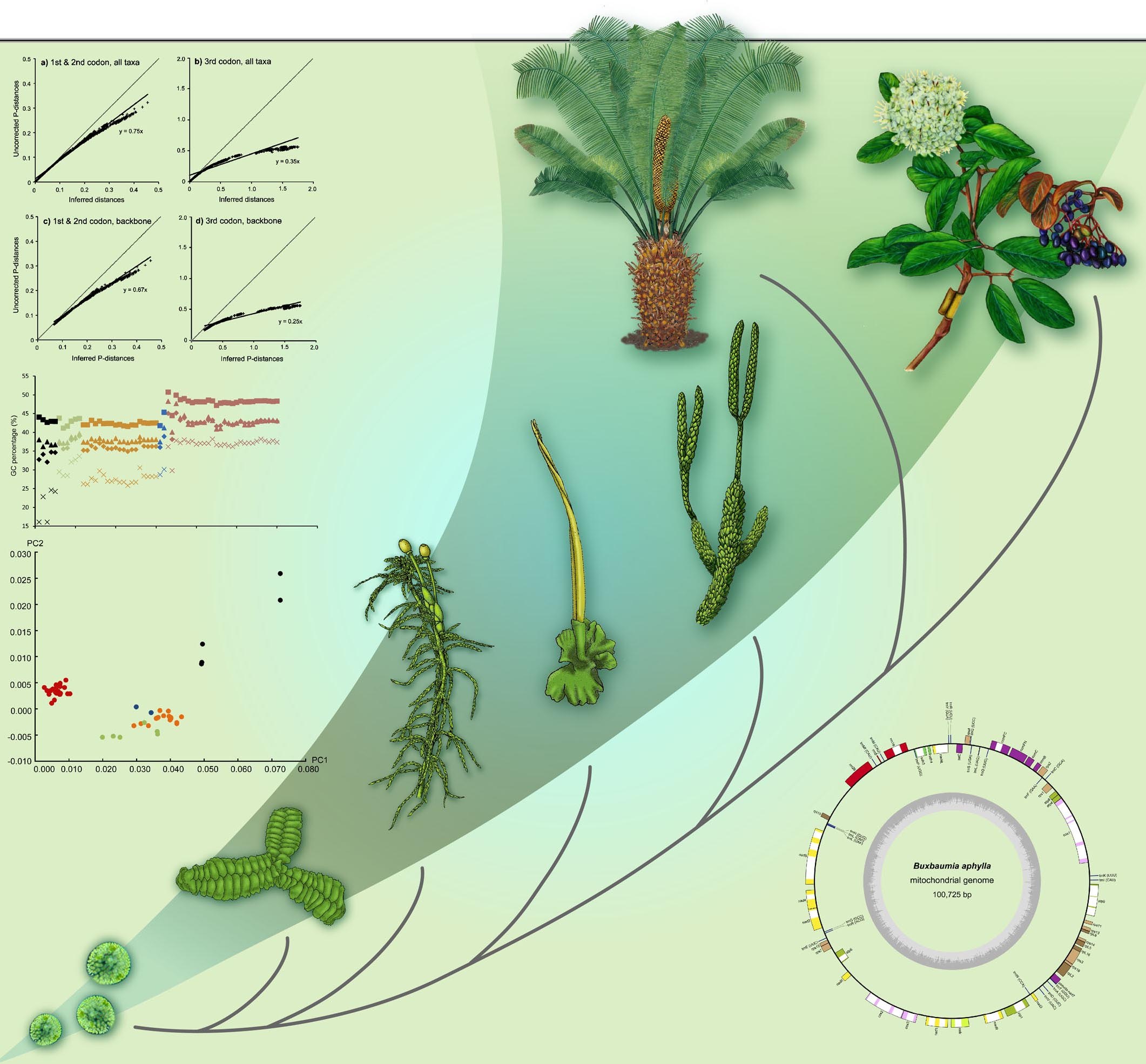 В каком периоде появляются растения. Схема эволюции растений 7 класс. Эволюция. Растения. Эволюция растений схема.