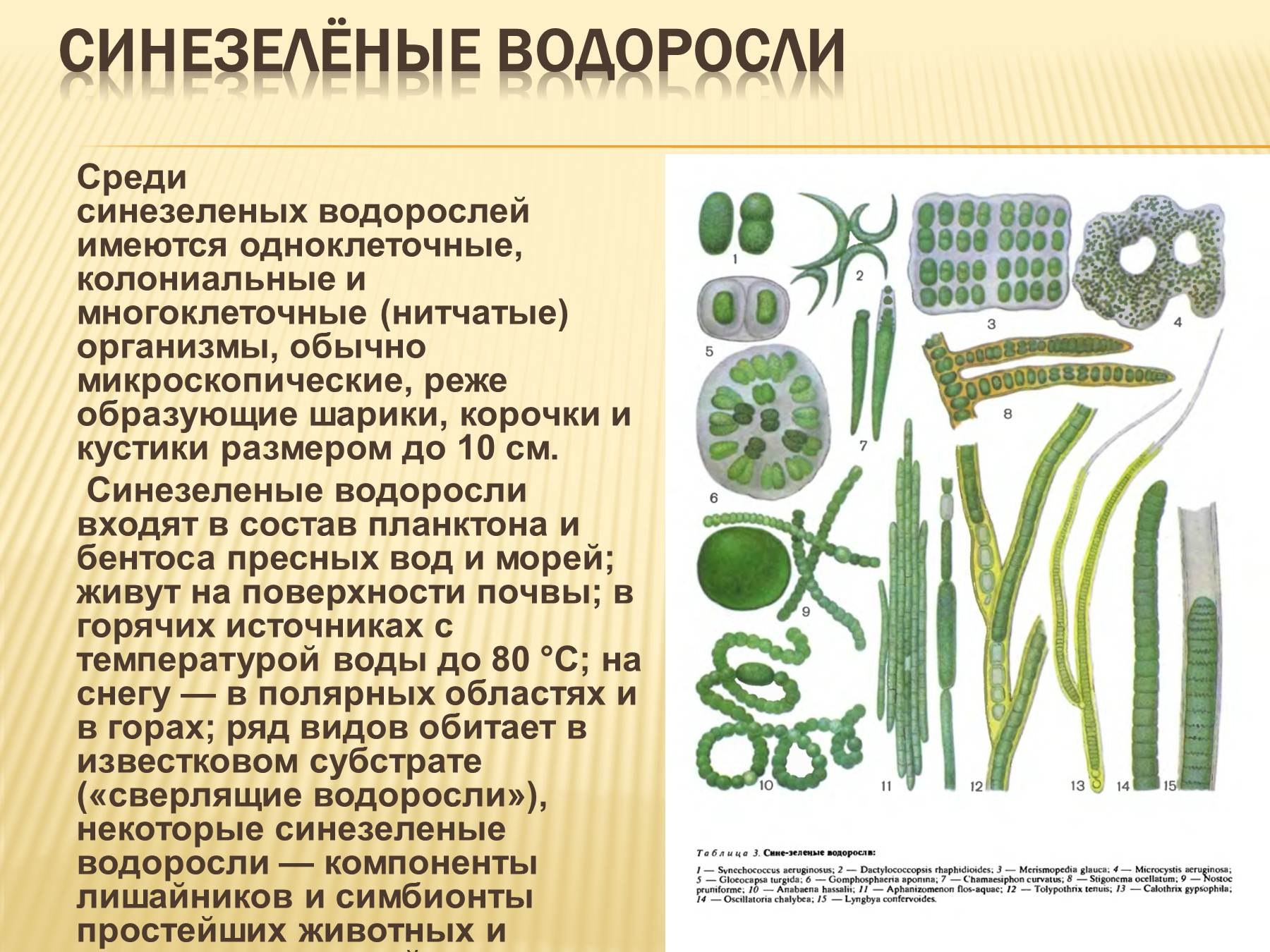 Отдел зеленые водоросли представители. Лингбия водоросль. Зелёные водоросли представители. Строение зеленых водорослей. Строение сине-зеленых водорослей.