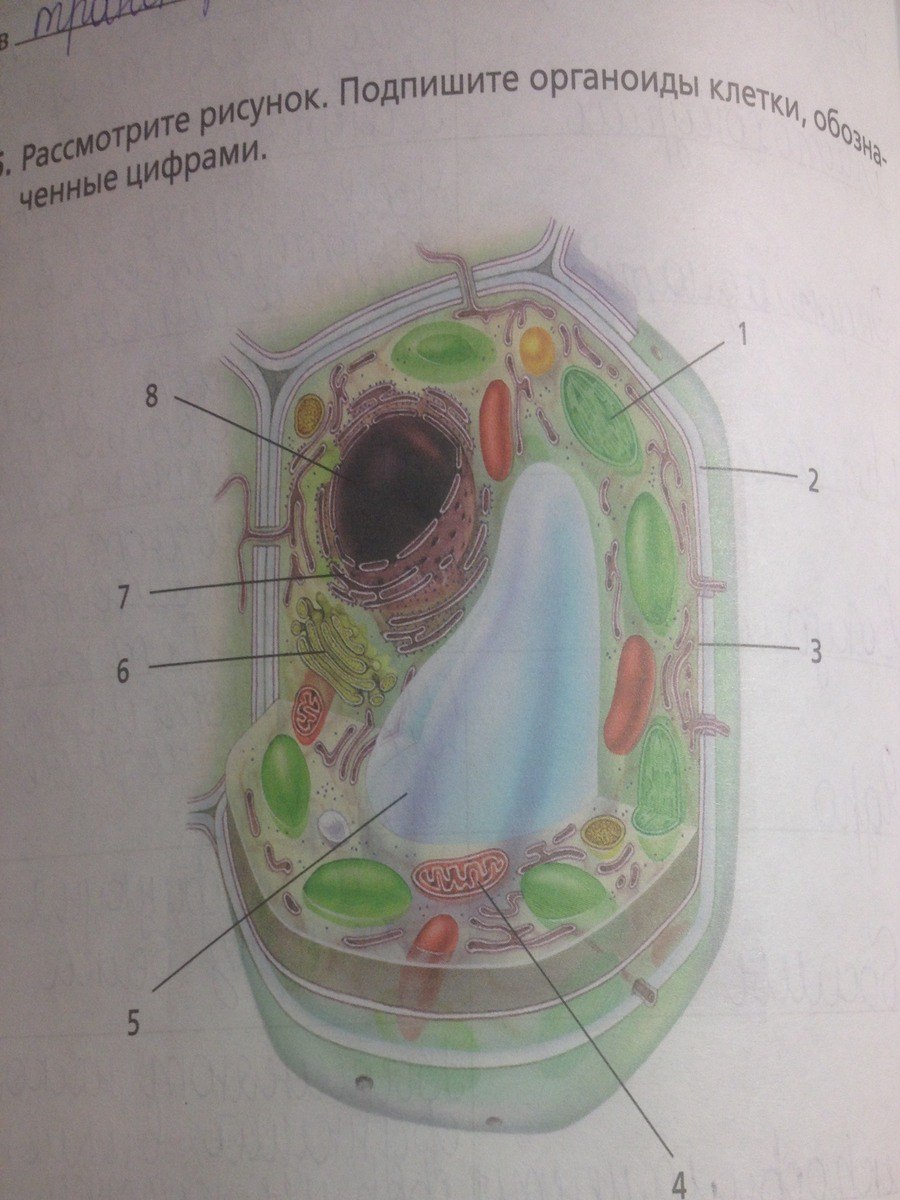 Plant Cell structure