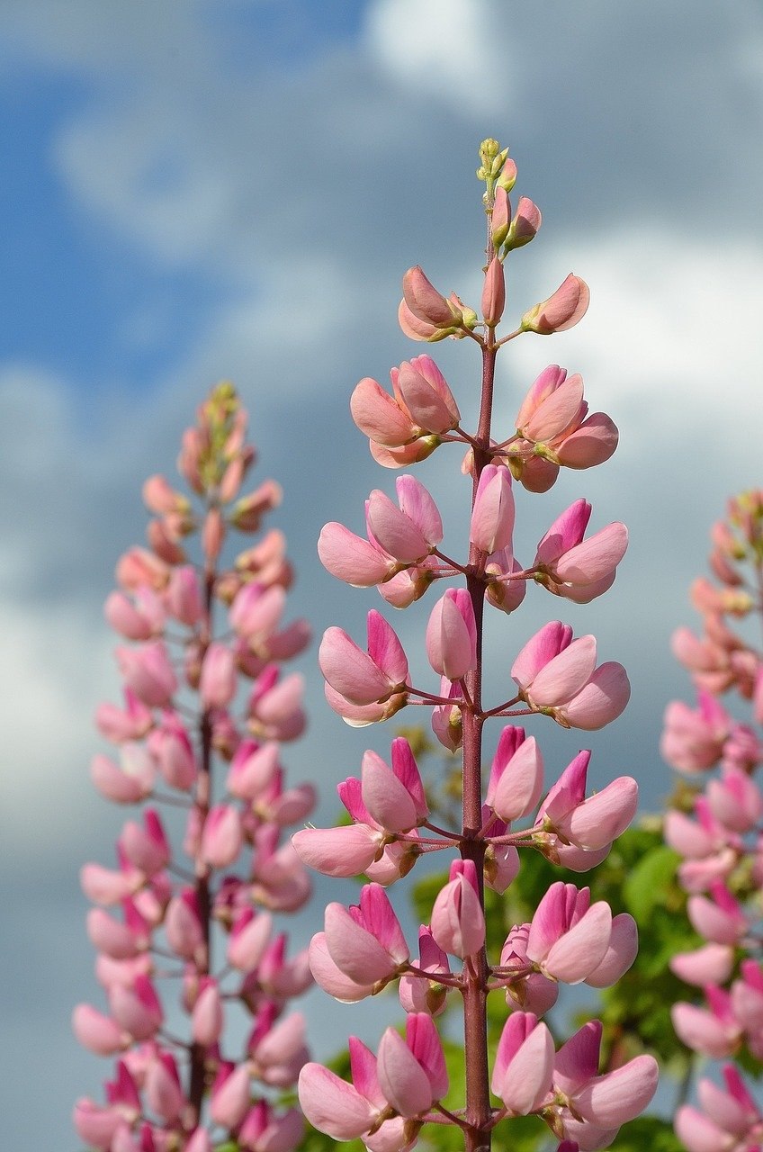 Красивые цветковые растения