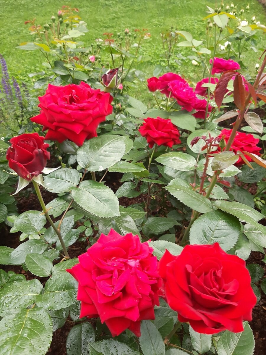 Роза чайно-гибридная "Ingrid Bergman"