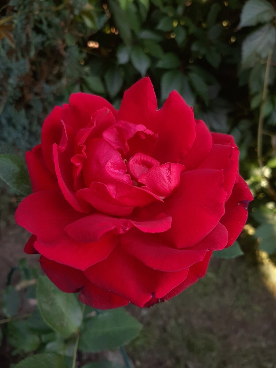 Роза чайно гибридная сорт ред Берлин