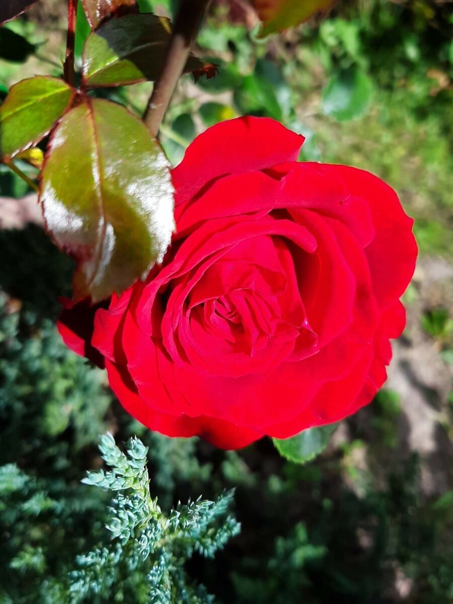 Ингрид Бергман в старости