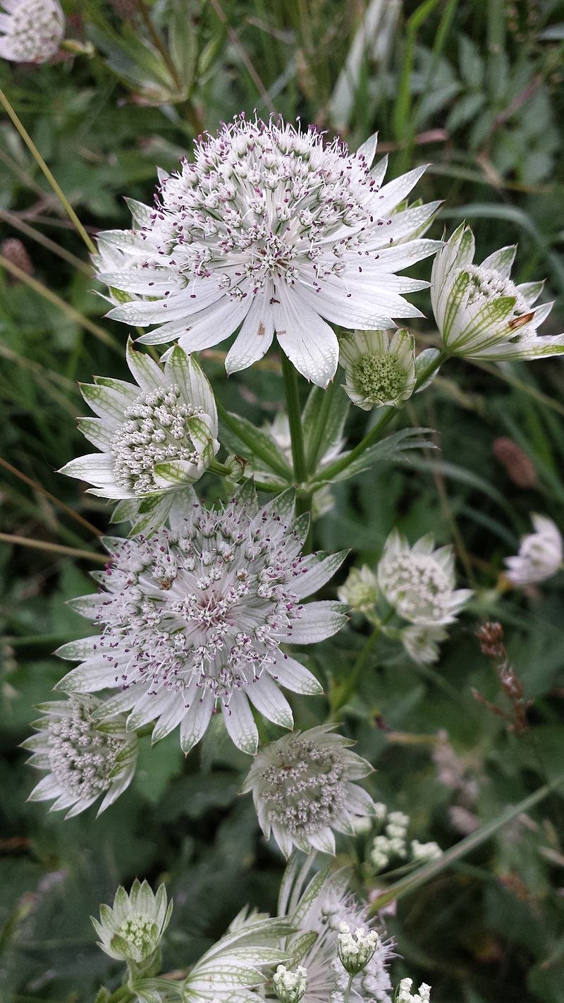 Astrantia Major. 'Rosensinfonie'