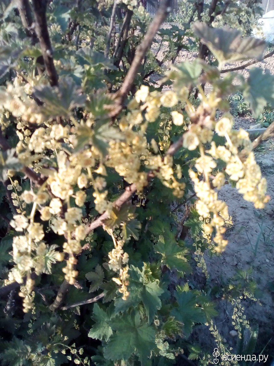 Черная смородина цветение