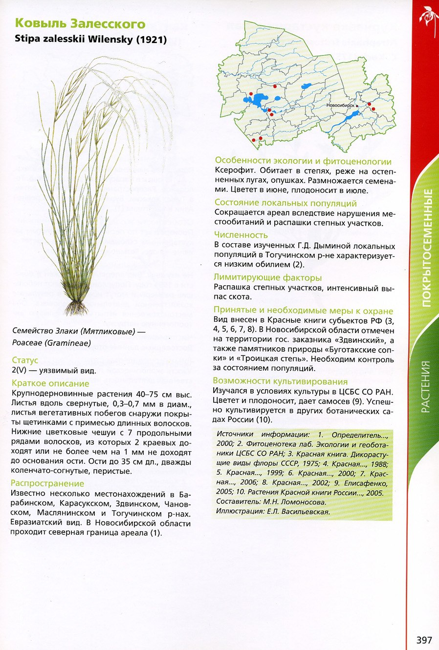 Ковыль волосатик (Тырса)