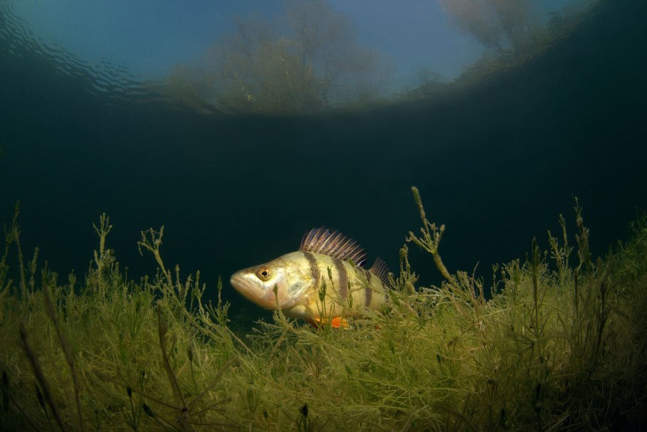 Кубышка это гидрофит